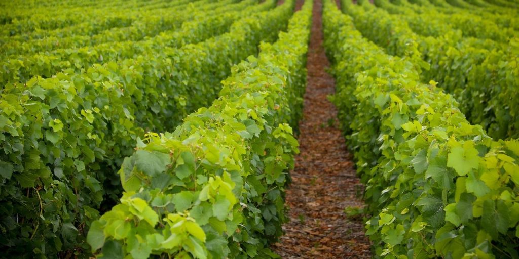 grape plantation 5514588 1280 (1)